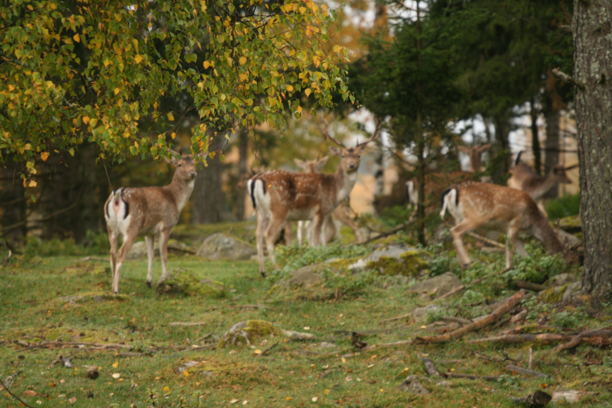 Klövviltsjakt